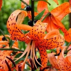 Sunny Morning Tiger Lily Soğanı - Lilyum - Kaplan Zambağı