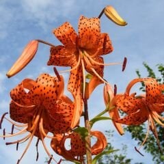 Sunny Morning Tiger Lily Soğanı - Lilyum - Kaplan Zambağı