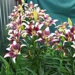 Stracciatella Event Asiatic Lily ( Asya Zambağı ) Soğanı - Lilyum - Beyaz Bordo