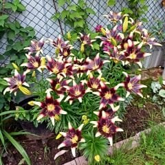 Stracciatella Event Asiatic Lily ( Asya Zambağı ) Soğanı - Lilyum - Beyaz Bordo