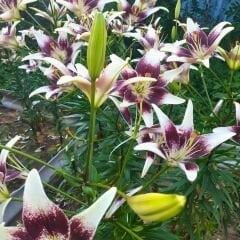 Stracciatella Event Asiatic Lily ( Asya Zambağı ) Soğanı - Lilyum - Beyaz Bordo