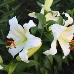 Fredo Lilium Çiçeği Soğanı - Lilyum - Beyaz