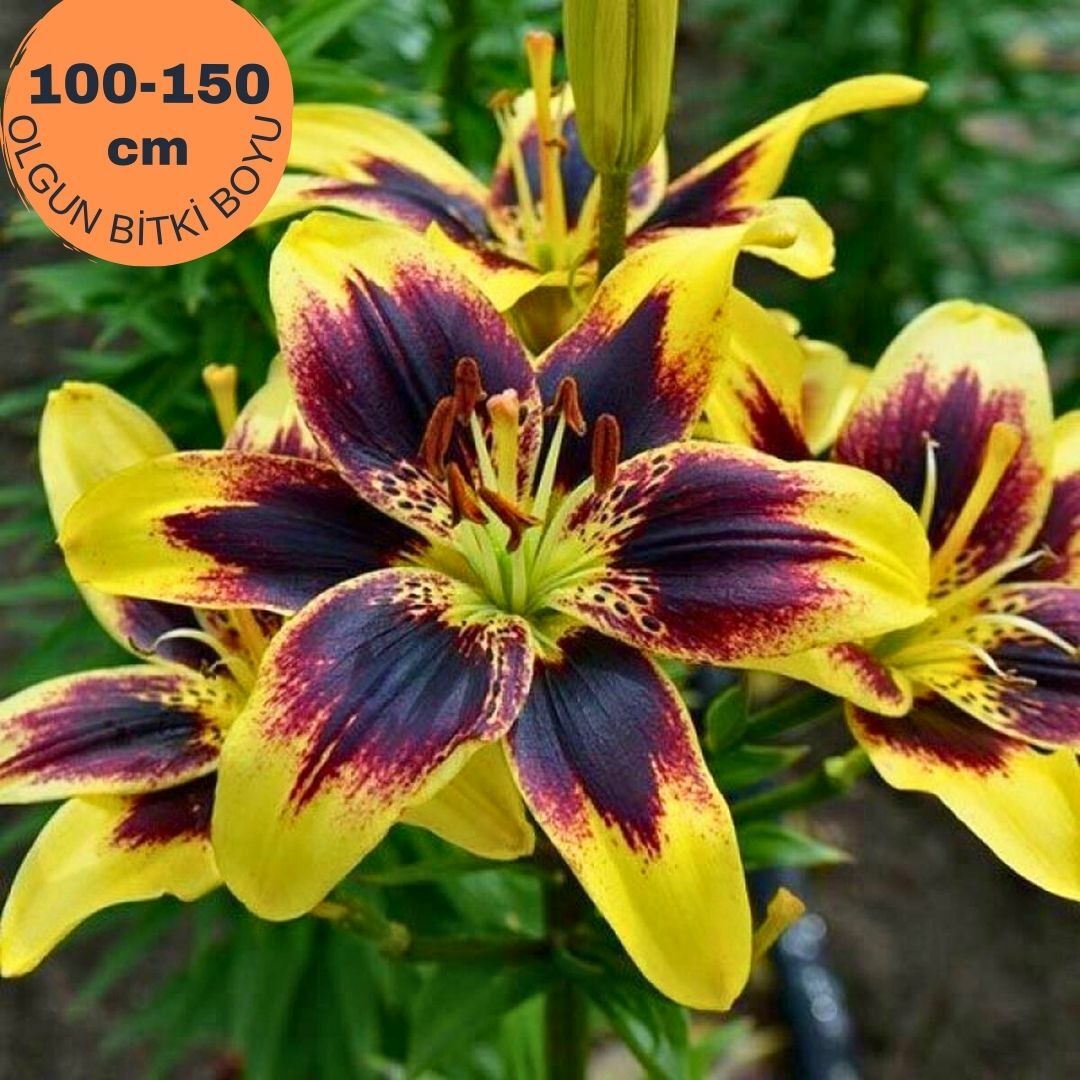 Pieton Asiatic Lily ( Asya Zambağı ) Soğanı - Lilyum - Sarı Bordo