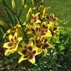 Pieton Asiatic Lily ( Asya Zambağı ) Soğanı - Lilyum - Sarı Bordo