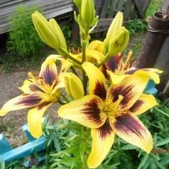Pieton Asiatic Lily ( Asya Zambağı ) Soğanı - Lilyum - Sarı Bordo