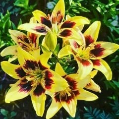 Pieton Asiatic Lily ( Asya Zambağı ) Soğanı - Lilyum - Sarı Bordo