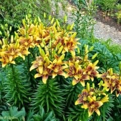 Pieton Asiatic Lily ( Asya Zambağı ) Soğanı - Lilyum - Sarı Bordo