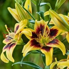 Pieton Asiatic Lily ( Asya Zambağı ) Soğanı - Lilyum - Sarı Bordo