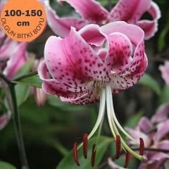 Speciosum  Uchida Tiger Lily Soğanı - Lilyum - Özel Tür Zambak