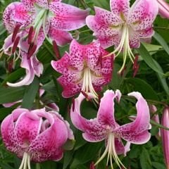 Speciosum  Uchida Tiger Lily Soğanı - Lilyum - Özel Tür Zambak