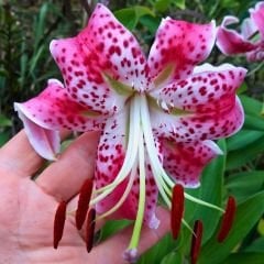 Speciosum  Uchida Tiger Lily Soğanı - Lilyum - Özel Tür Zambak