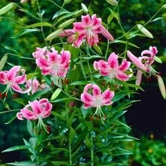 Speciosum  Uchida Tiger Lily Soğanı - Lilyum - Özel Tür Zambak