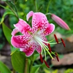 Speciosum  Uchida Tiger Lily Soğanı - Lilyum - Özel Tür Zambak