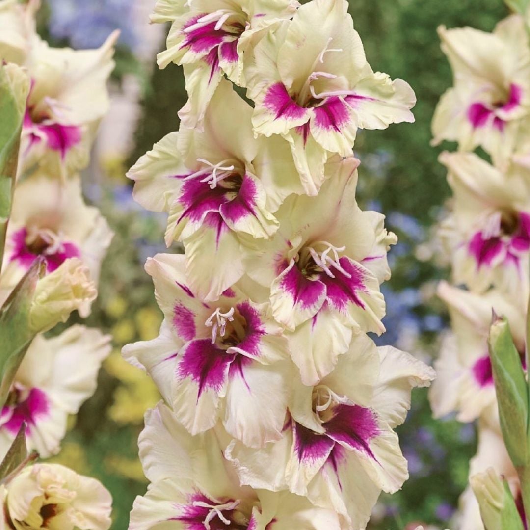 Amber Mystique gladiolus - Glayöl Soğanı - Pembe Beyaz Ebruli