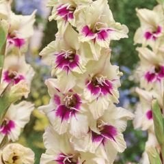 Amber Mystique gladiolus - Glayöl Soğanı - Pembe Beyaz Ebruli