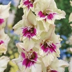 Amber Mystique gladiolus - Glayöl Soğanı - Pembe Beyaz Ebruli
