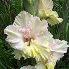 Alıcıa Gladiolus - Glayöl Soğanı - Sarı Ebruli