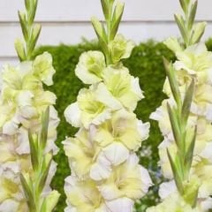 Alıcıa Gladiolus - Glayöl Soğanı - Sarı Ebruli