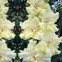 Alıcıa Gladiolus - Glayöl Soğanı - Sarı Ebruli