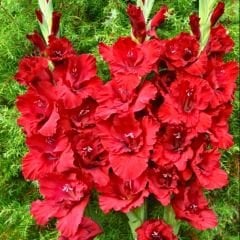 At Nıght Gladiolus - Glayöl Soğanı - Kırmızı