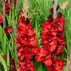 At Nıght Gladiolus - Glayöl Soğanı - Kırmızı