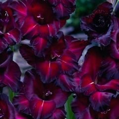 Black Sea Gladiolus - Glayöl Soğanı - Siyah