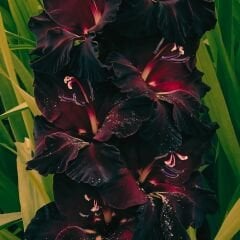Black Sea Gladiolus - Glayöl Soğanı - Siyah