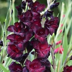 Black Sea Gladiolus - Glayöl Soğanı - Siyah
