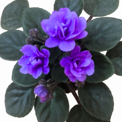 Afrika Menekşesi (Saintpaulia) – 1 Koli ( Koliçinde 12cm saksıda 15 adet)
