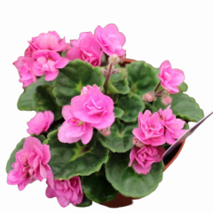 Afrika Menekşesi (Saintpaulia) – 1 Koli ( Koliçinde 12cm saksıda 15 adet)