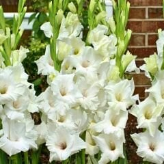 İvory Priscilla Gladiolus - Glayöl Soğanı - Beyaz