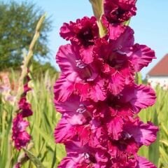 Kingston Ruffle Gladiolus - Glayöl Soğanı - Fuşya