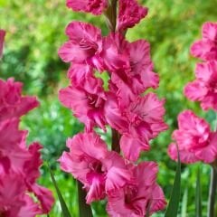 Kingston Ruffle Gladiolus - Glayöl Soğanı - Fuşya