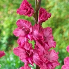 Kingston Ruffle Gladiolus - Glayöl Soğanı - Fuşya