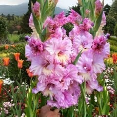 Magenta Princess Gladiolus - Glayöl Soğanı - Soft Pembe Ebruli