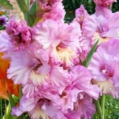 Magenta Princess Gladiolus - Glayöl Soğanı - Soft Pembe Ebruli