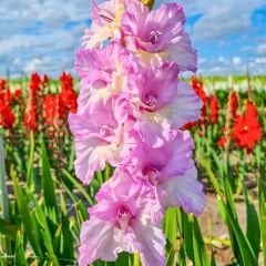 Magenta Princess Gladiolus - Glayöl Soğanı - Soft Pembe Ebruli
