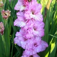 Magenta Princess Gladiolus - Glayöl Soğanı - Soft Pembe Ebruli