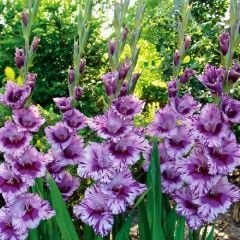 Passos Gladiolus - Glayöl Soğanı - Lila Ebruli
