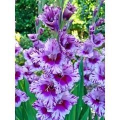 Passos Gladiolus - Glayöl Soğanı - Lila Ebruli