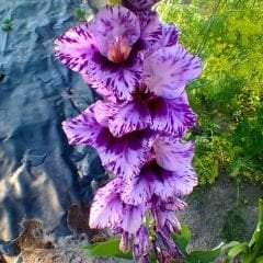 Passos Gladiolus - Glayöl Soğanı - Lila Ebruli