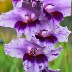 Passos Gladiolus - Glayöl Soğanı - Lila Ebruli