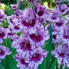 Passos Gladiolus - Glayöl Soğanı - Lila Ebruli