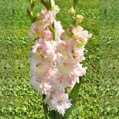 Pink Lightning Gladiolus - Glayöl Soğanı - Somon