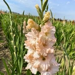 Pink Lightning Gladiolus - Glayöl Soğanı - Somon