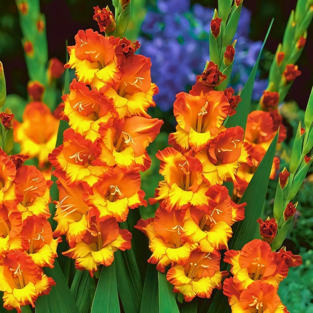 Princess Margareth Rose Gladiolus - Glayöl Soğanı - Turuncu Ebruli