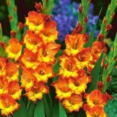 Princess Margareth Rose Gladiolus - Glayöl Soğanı - Turuncu Ebruli