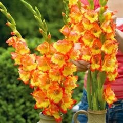 Princess Margareth Rose Gladiolus - Glayöl Soğanı - Turuncu Ebruli