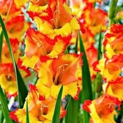 Princess Margareth Rose Gladiolus - Glayöl Soğanı - Turuncu Ebruli
