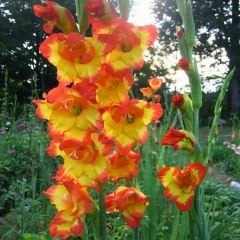Princess Margareth Rose Gladiolus - Glayöl Soğanı - Turuncu Ebruli